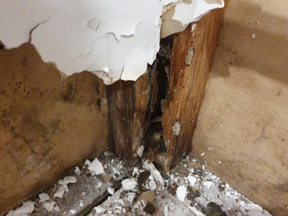 termite damage to framing timbers