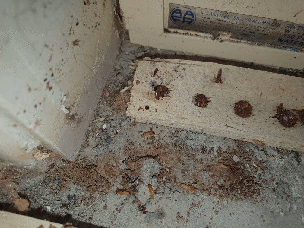 termites found under carpets