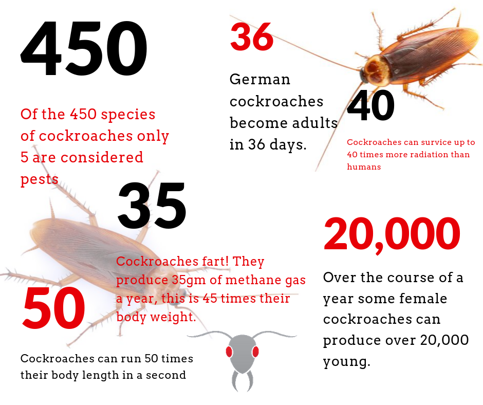 gold coast pest inspector cockroaches infographic
