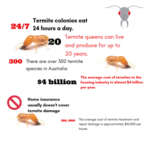 gold coast termite inspection infographic